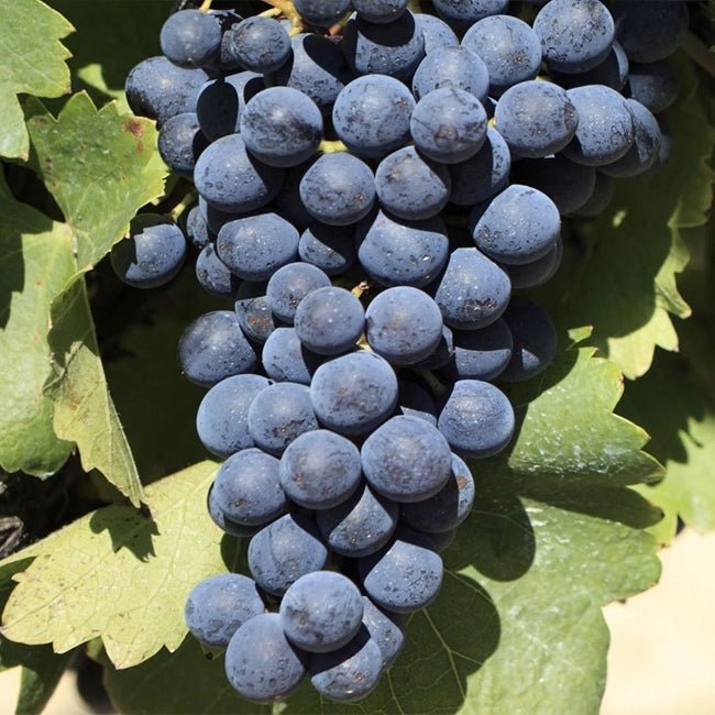 Grape Shiraz - Ladybird Nursery
