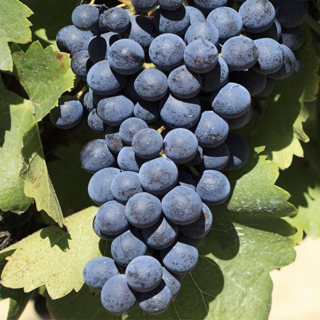 Grape Shiraz