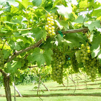 Grape Saturn Seedless