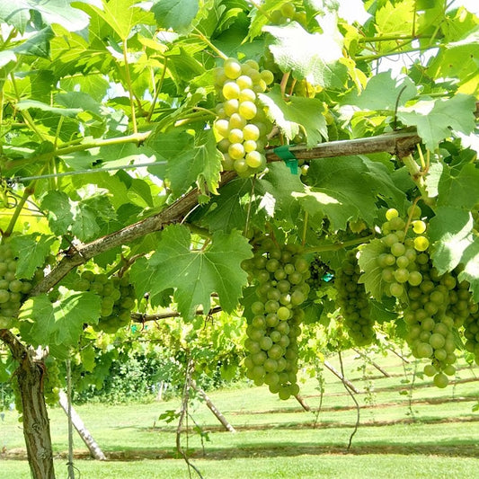 Grape Saturn Seedless