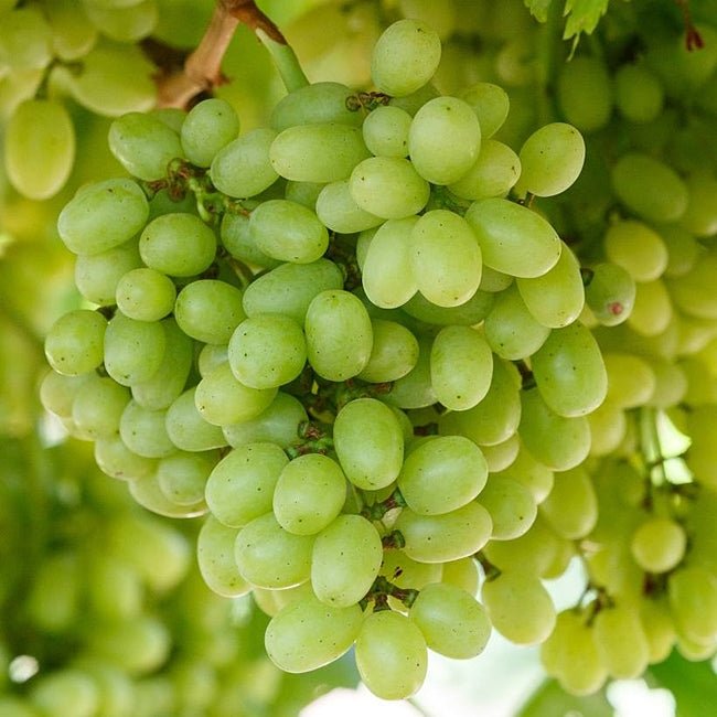 Grape Saturn Seedless - Ladybird Nursery