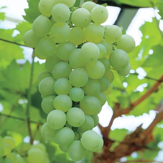 Grape Saturn Seedless - Ladybird Nursery