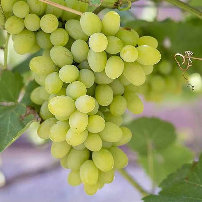 Grape Saturn Seedless - Ladybird Nursery
