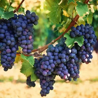 Grape Zante Currant