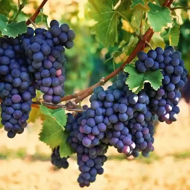 Grape Zante Currant - Ladybird Nursery