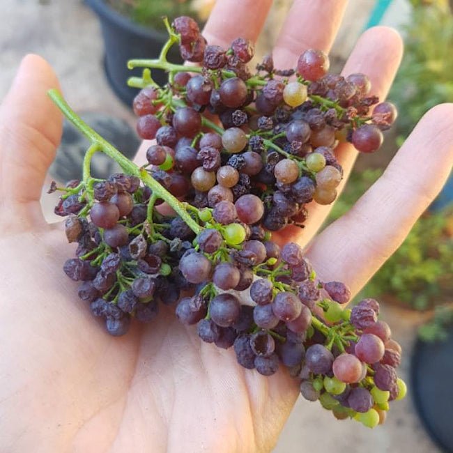 Grape Zante Currant - Ladybird Nursery