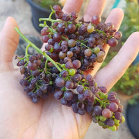 Grape Zante Currant
