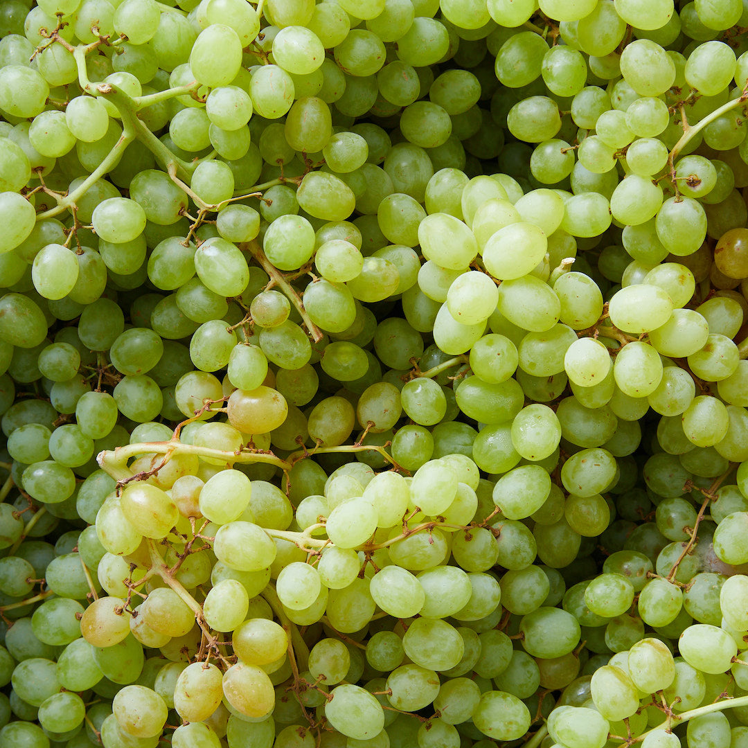 Grape ‘White Sultana’ (QLD ONLY)