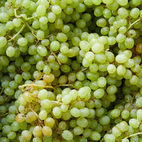 Grape ‘White Sultana’ (QLD ONLY)