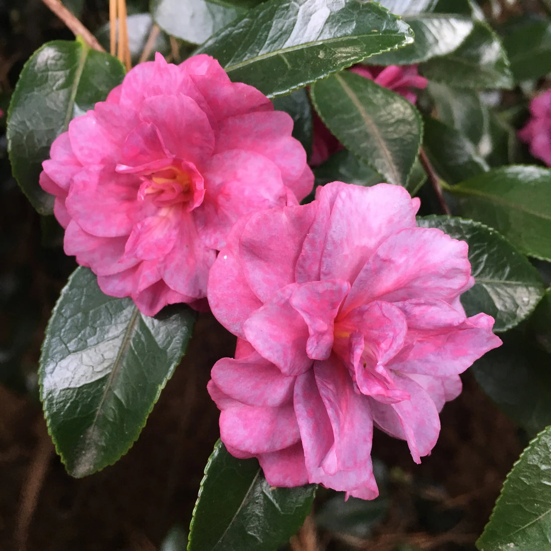 Sasanqua Camellia Sidonnie Megan (Camellia sasanqua) - Ladybird Nursery