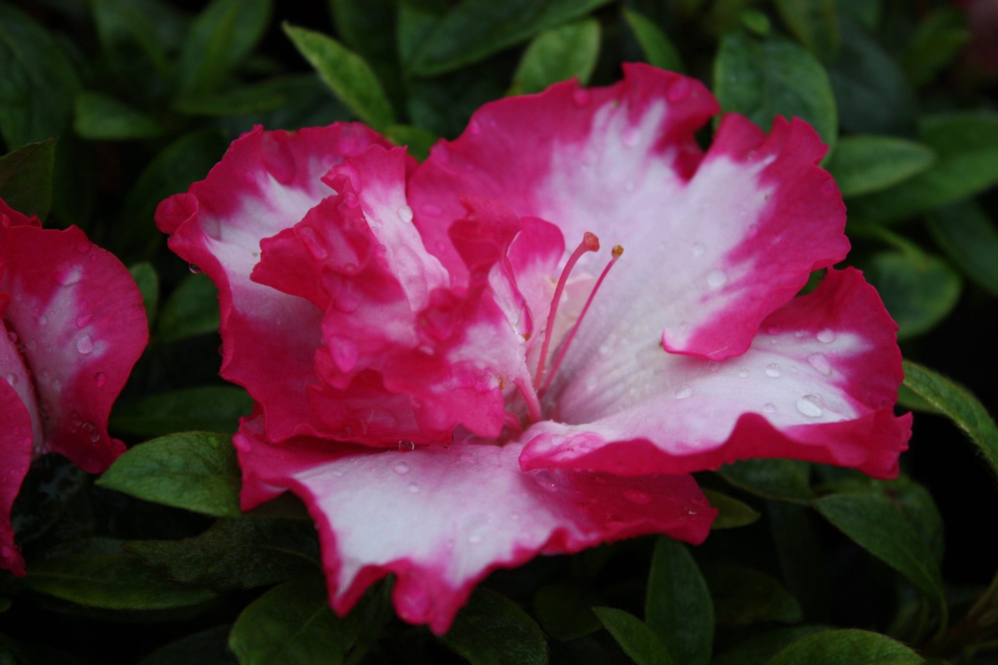 Azalea indica Gretel