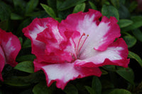 Azalea indica Gretel