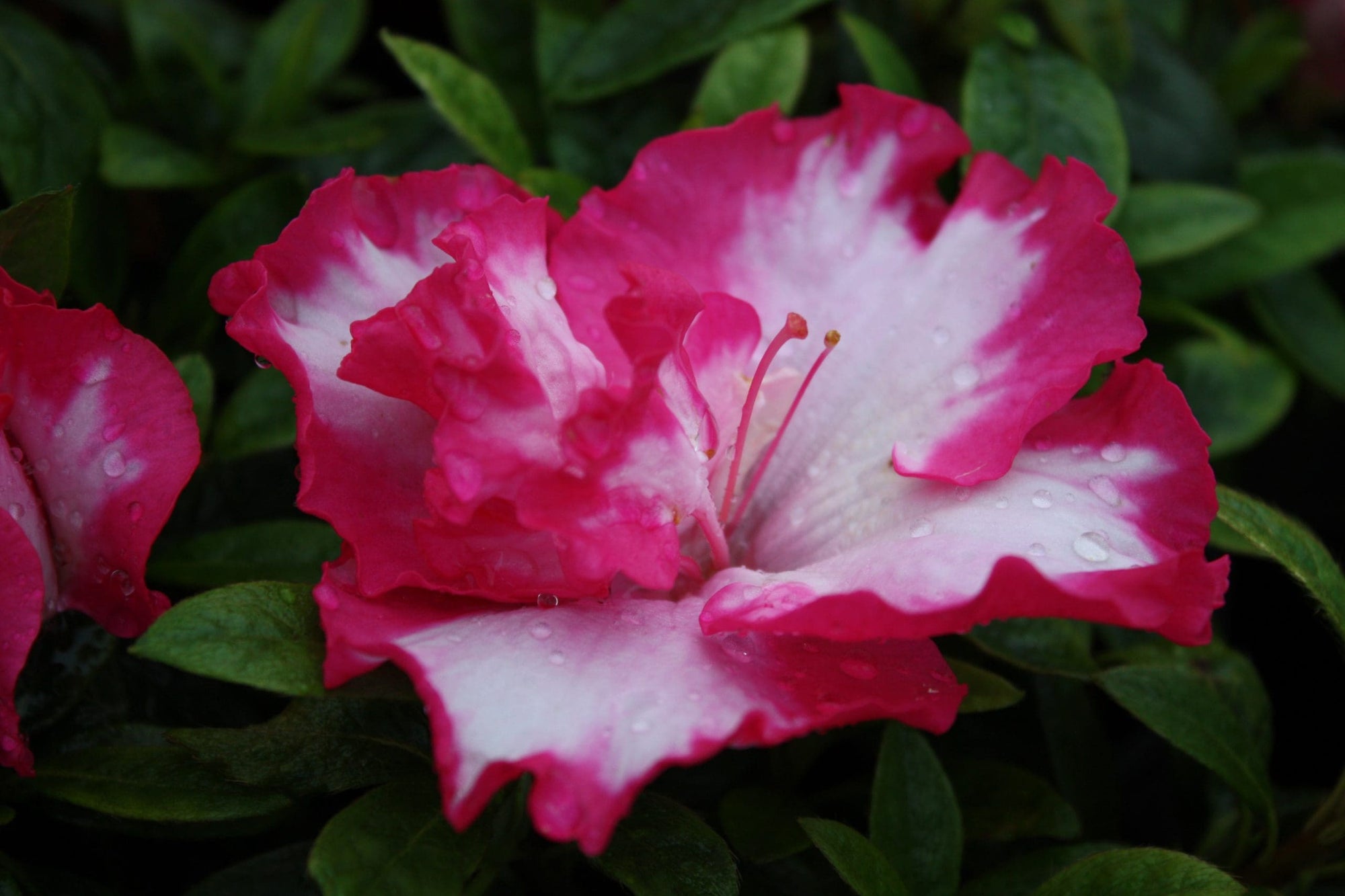 Azalea indica Gretel - Ladybird Nursery