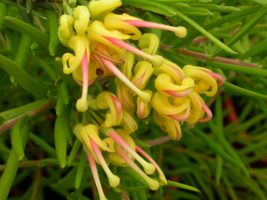 Grevillea Lemon Daze - Ladybird Nursery