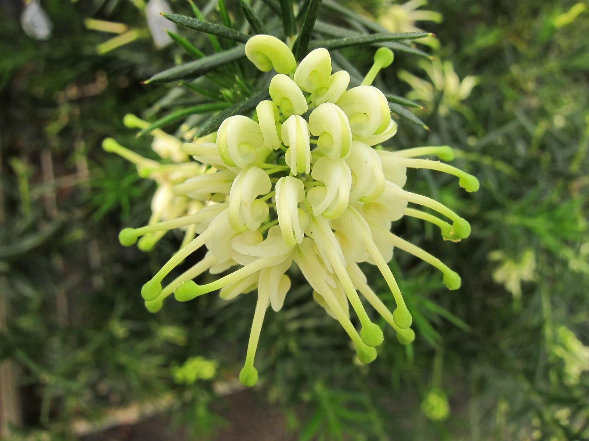 Grevillea 'White Knight' - Ladybird Nursery