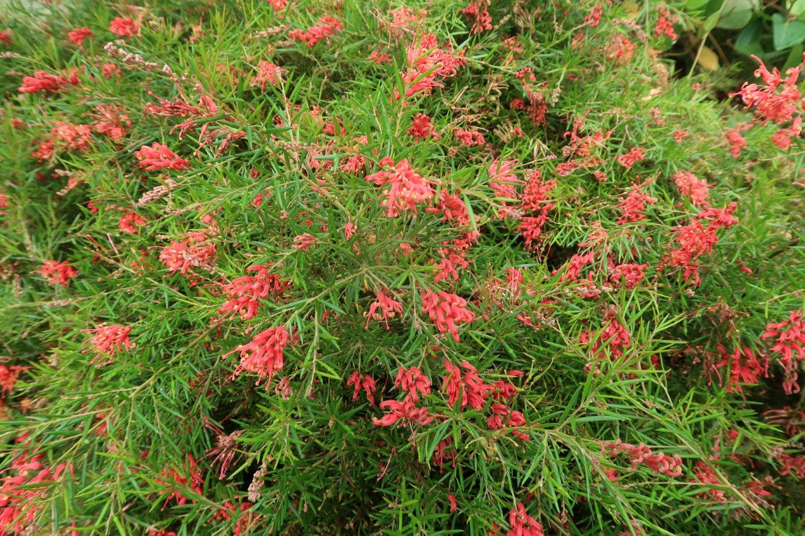 Grevillea Legacy Flame