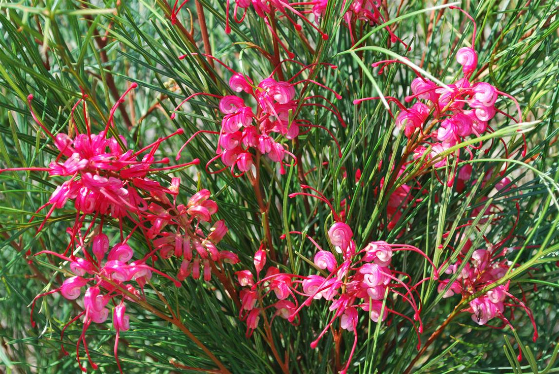 Grevillea Cherry Pie - Ladybird Nursery