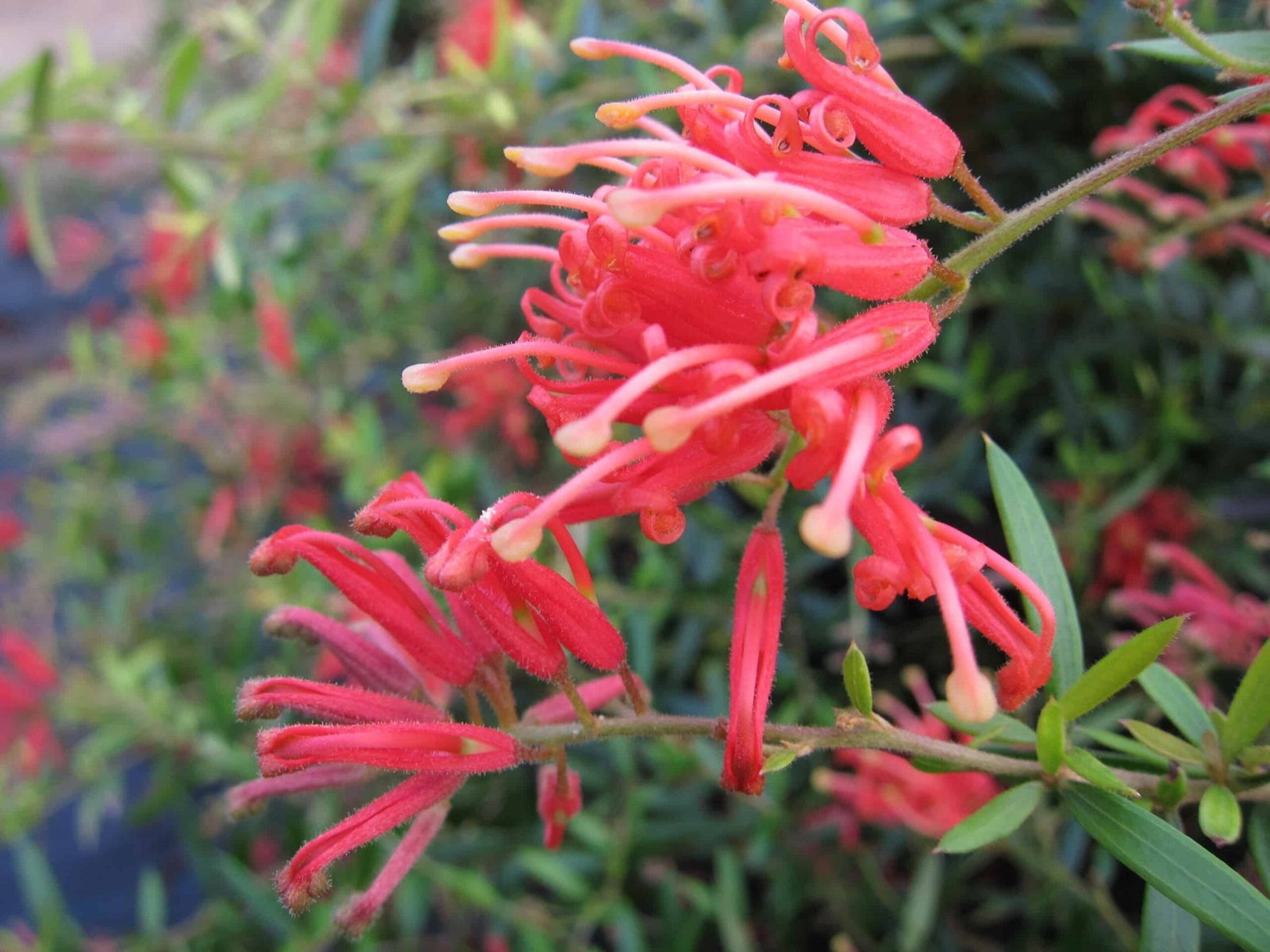 Grevillea Ember Glow - Ladybird Nursery