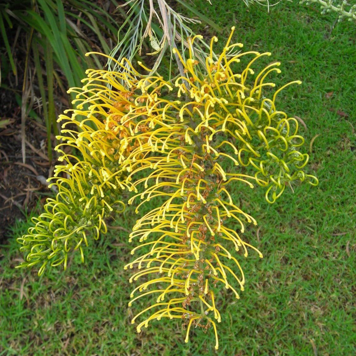 Grevillea 'Golden Lyre' - Ladybird Nursery