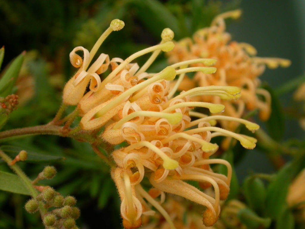 Grevillea Gold Fever