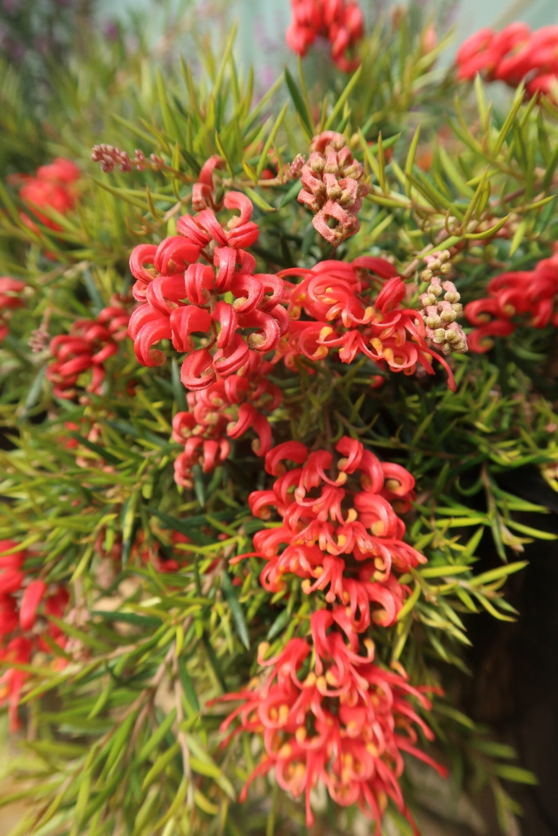 Grevillea Legacy Flame - Ladybird Nursery