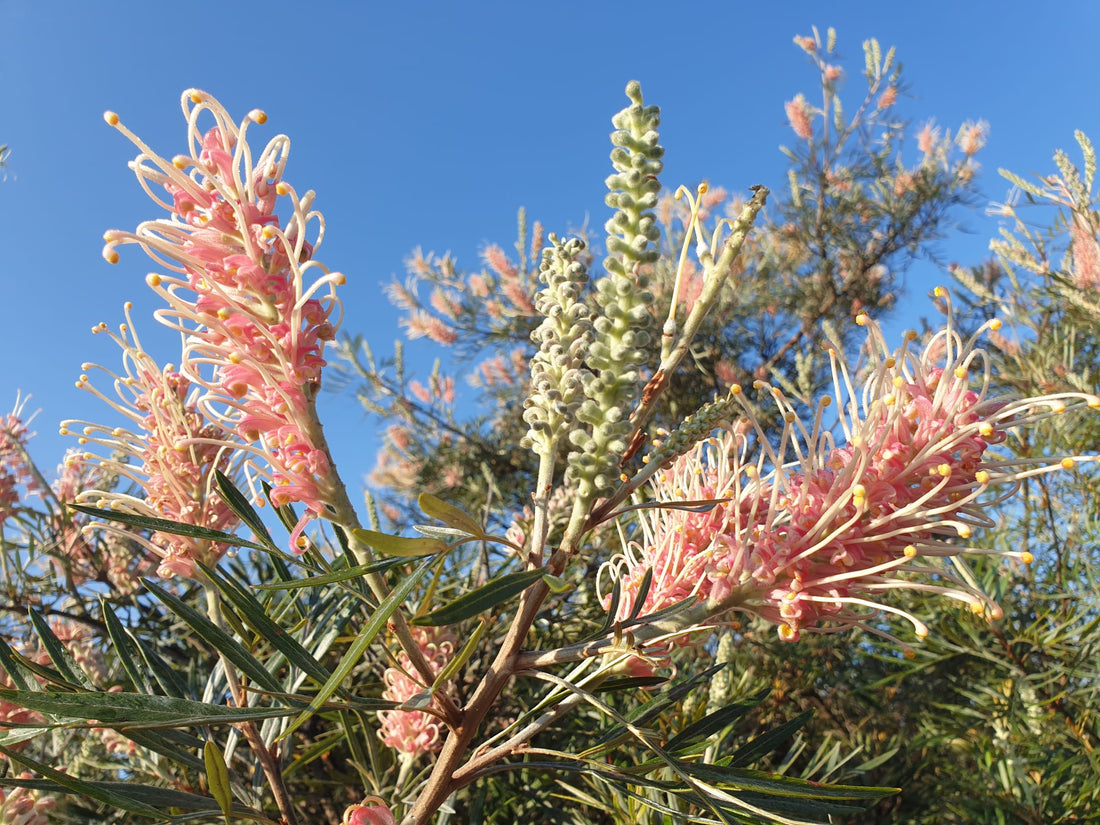 Grevillea Pink Surprise - Ladybird Nursery