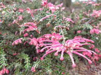 Grevillea Winter Delight