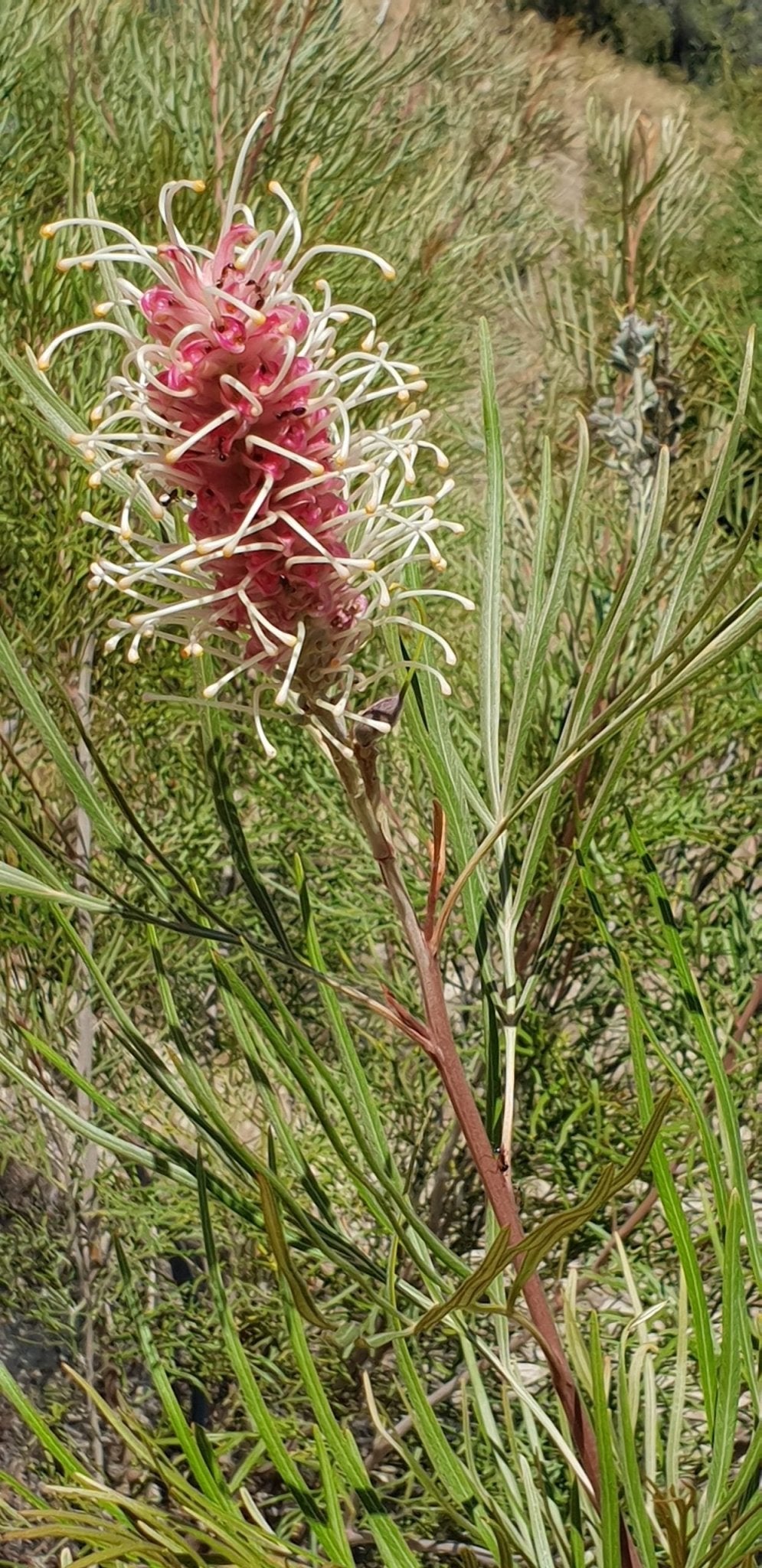 Grevillea Coastal Impressive - Ladybird Nursery