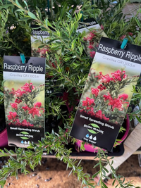 Dwarf Grevillea 'Raspberry Ripple' - Ladybird Nursery