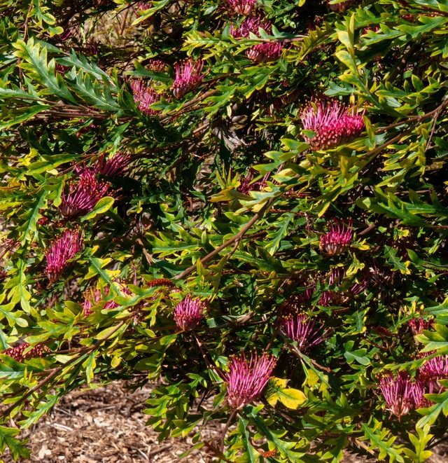 Grevillea 'Amazing Grace'