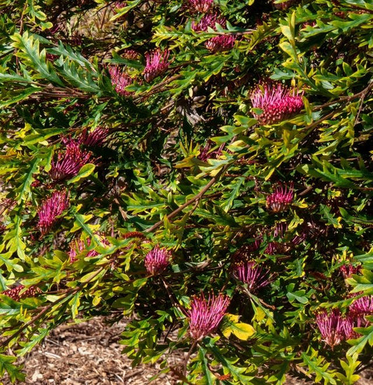 Grevillea 'Amazing Grace'