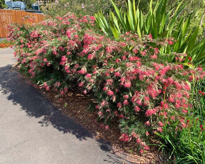 Grevillea 'Billy Bonkers'