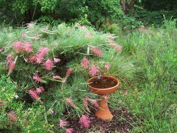 Grevillea 'Billy Bonkers' - Ladybird Nursery