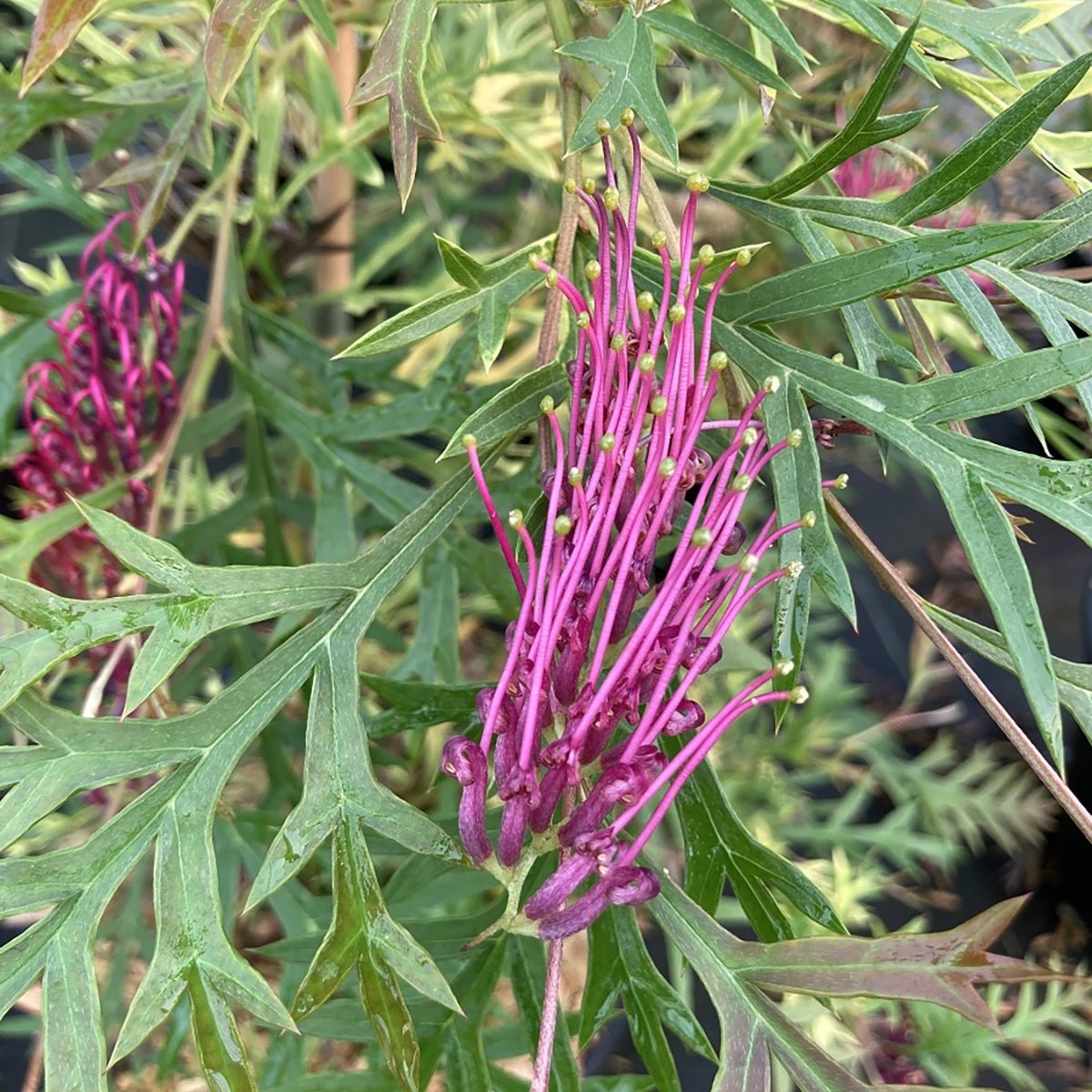 Grevillea Bronze Rambler - Ladybird Nursery