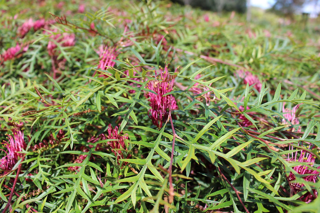 Grevillea Bronze Rambler - Ladybird Nursery