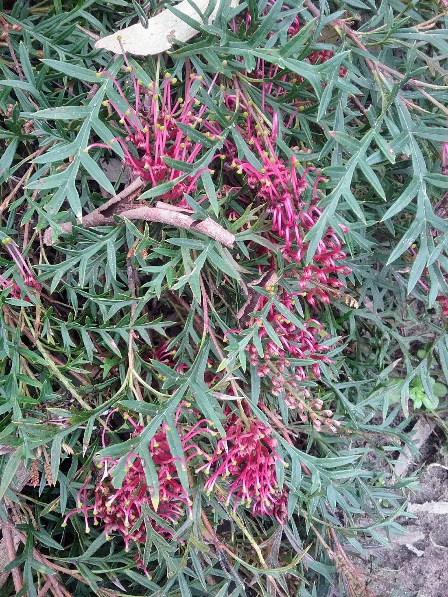 Grevillea Bronze Rambler - Ladybird Nursery
