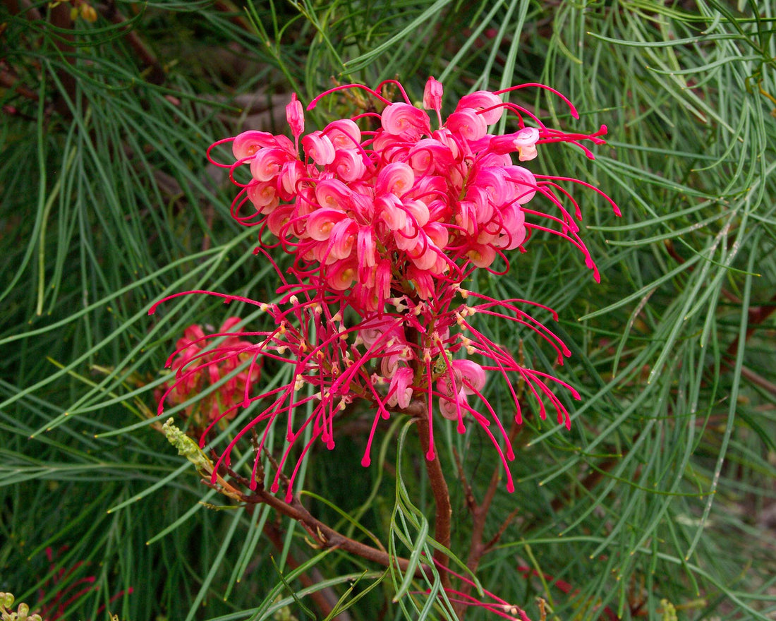 Grevillea Cherry Pie - Ladybird Nursery