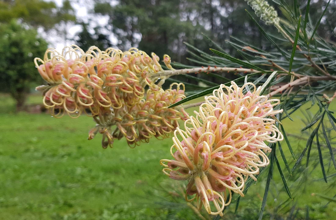 Grevillea Caloundra Gem - Ladybird Nursery