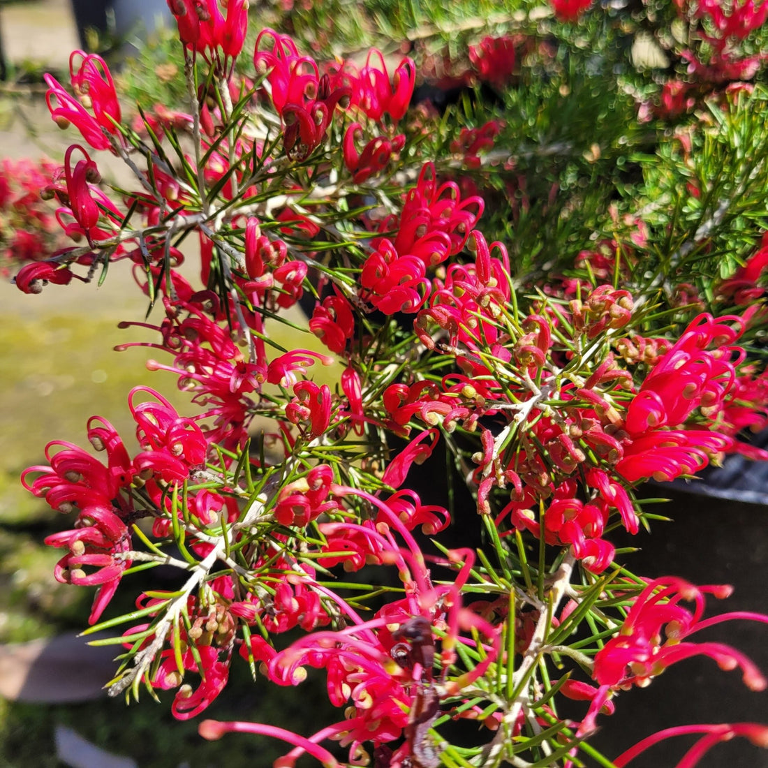 Grevillea Canberra Gem - Ladybird Nursery
