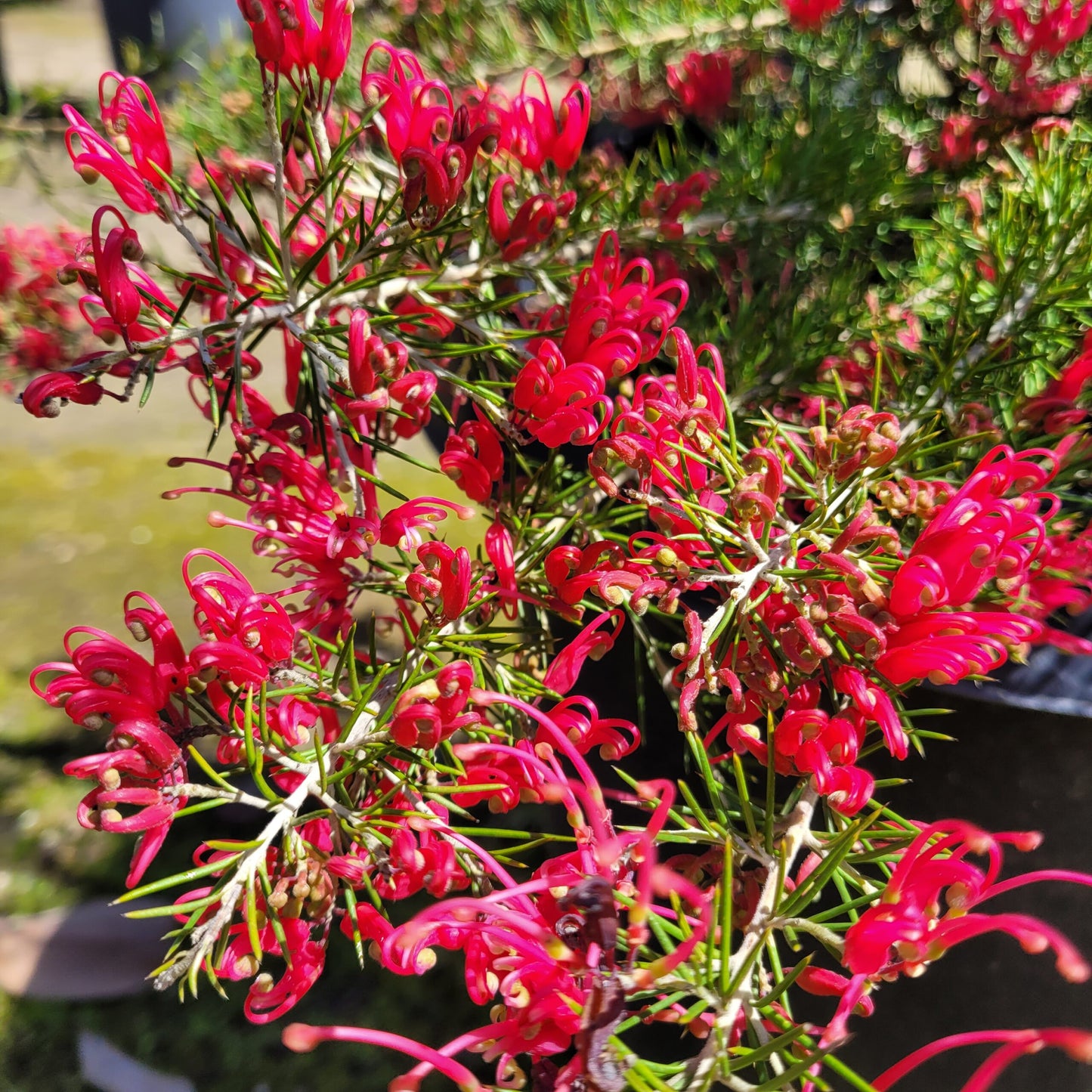 Grevillea Canberra Gem