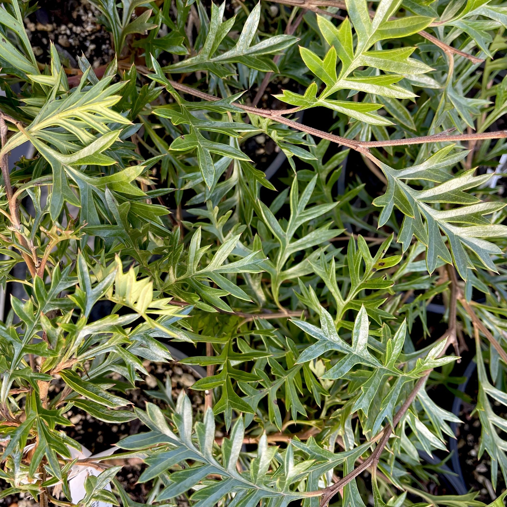 Grevillea Carpet Layer