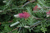 Grevillea Carpet Layer