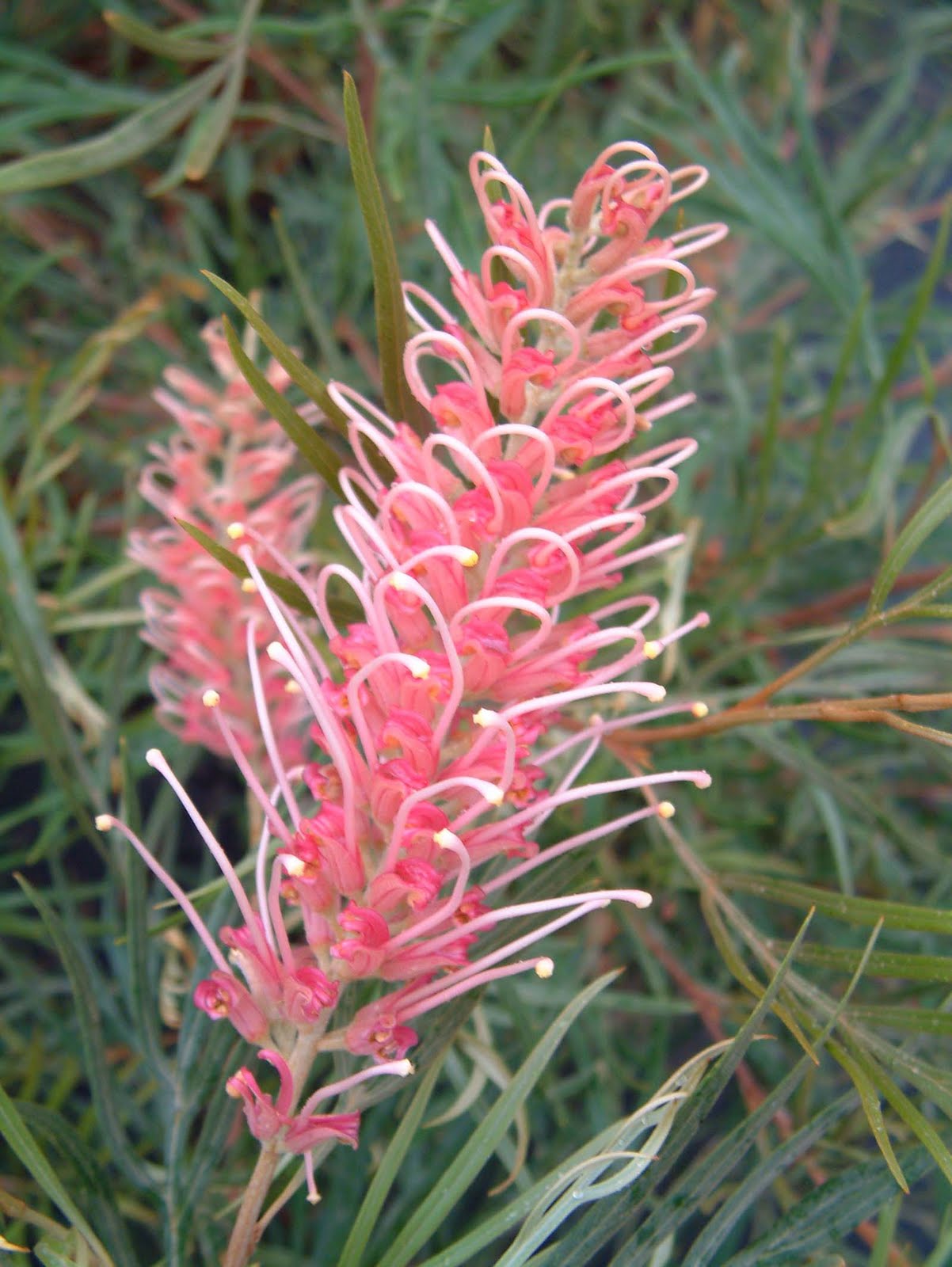 Grevillea Coastal Dawn - Ladybird Nursery