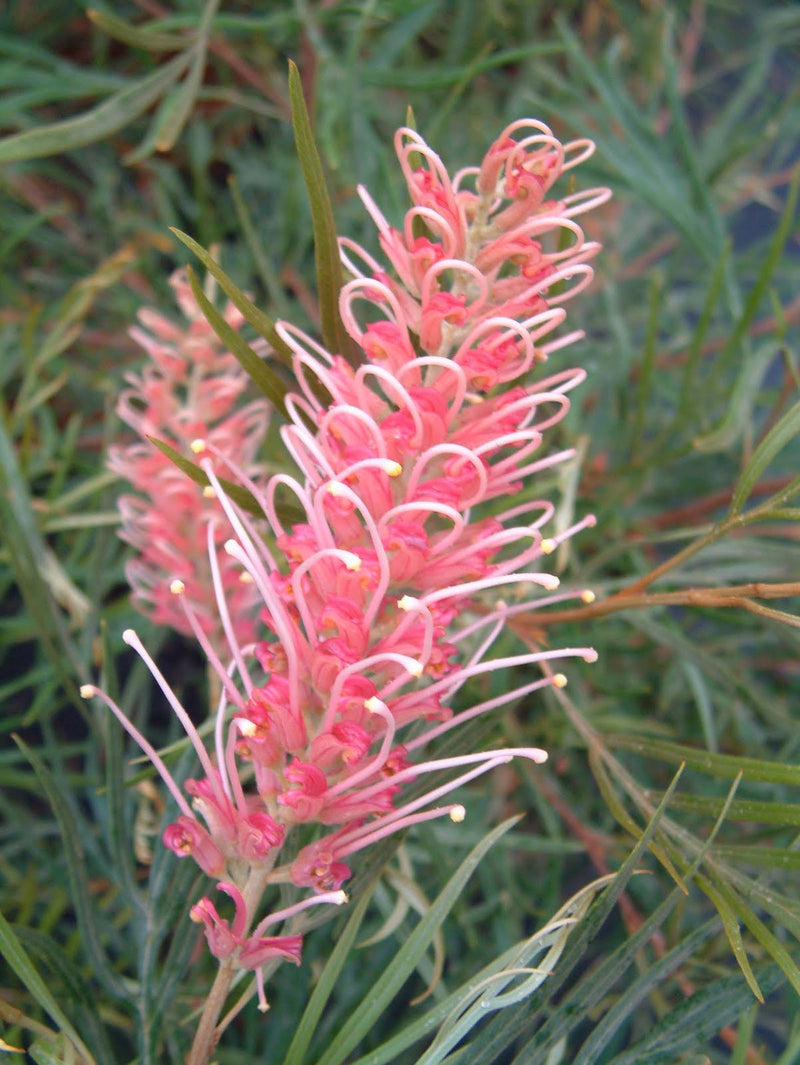 Grevillea Coastal Dawn