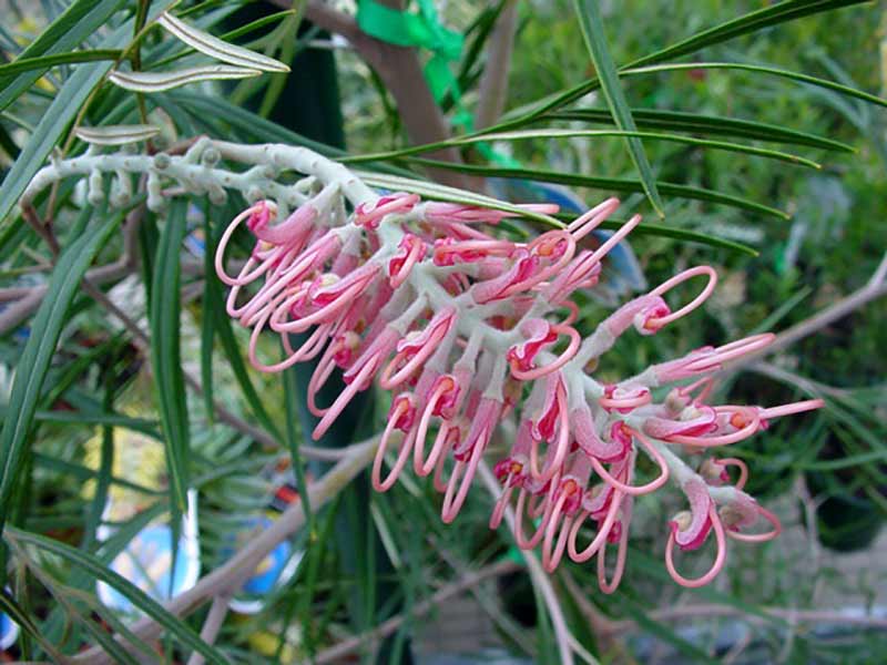 Grevillea Coastal Dawn - Ladybird Nursery