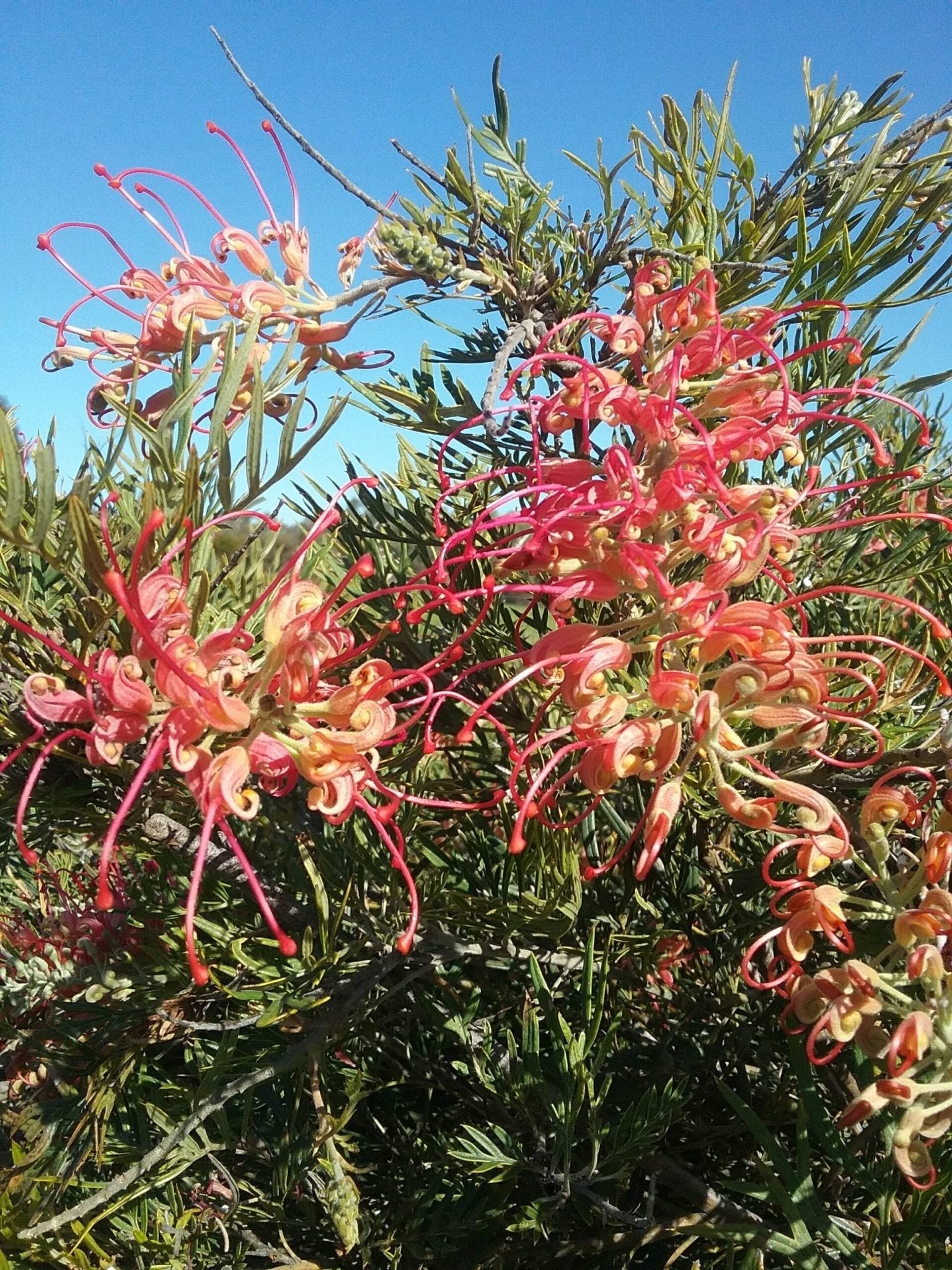 Grevillea Coconut Ice - Ladybird Nursery