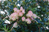 Grevillea Coral Baby