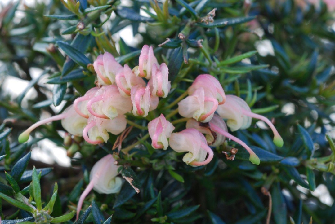 Grevillea Coral Baby - Ladybird Nursery