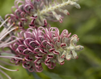 Grevillea 'Dorothy Gordon' - Ladybird Nursery