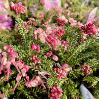 Grevillea Little Drummer Boy (Grevillea lanigera)